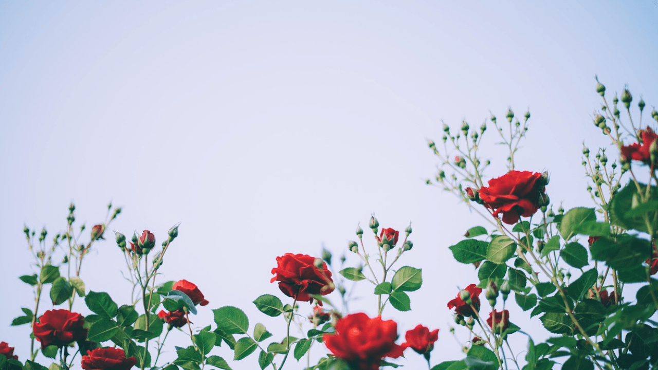 Flowers That Bloom in Late Winter NYT