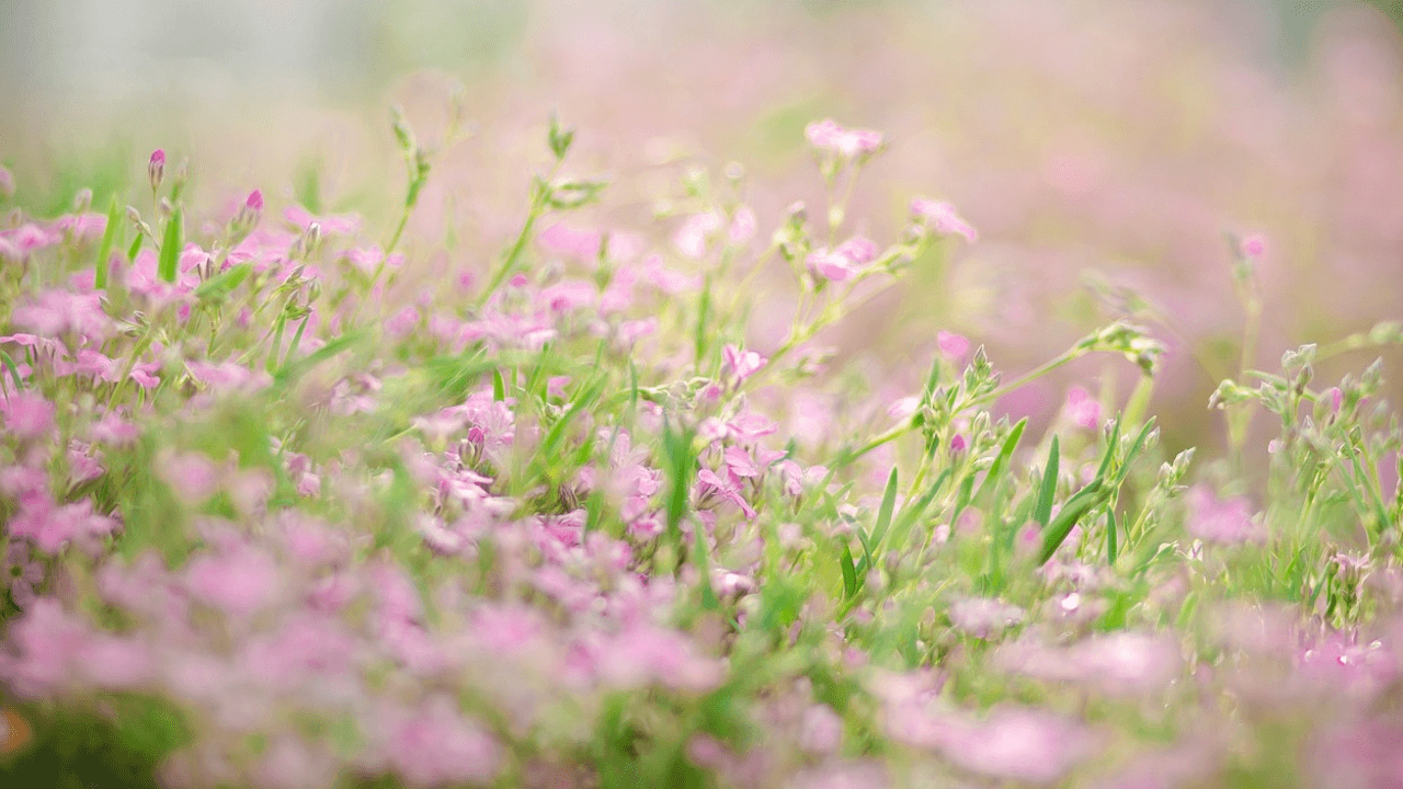 Flowers That Bloom in Late Winter NYT