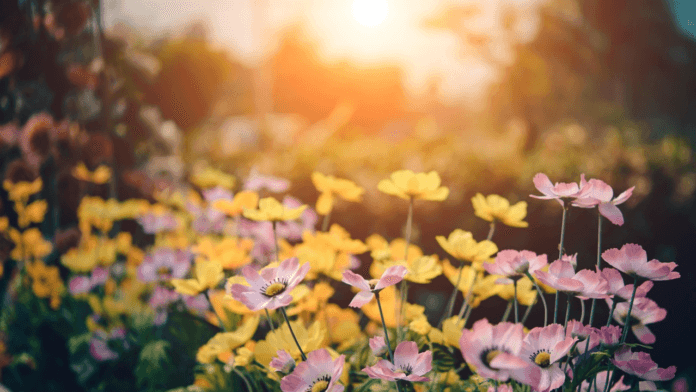 Flowers That Bloom in Late Winter NYT